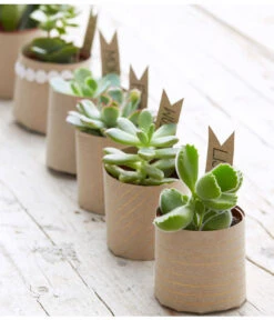 Mini Sukkulenten, Verschiedene Sorten -Gartenbedarf Angebote 8722514 PR MO 006 Sukkulenten