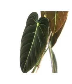 Schwarzgoldener Baumfreund - Philodendron Melanochrysum -Gartenbedarf Angebote 8723538 WE DE 001 PhilodendronMelanochrysumT12