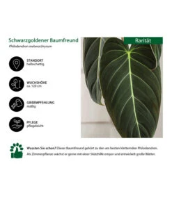 Schwarzgoldener Baumfreund - Philodendron Melanochrysum -Gartenbedarf Angebote 8723538 WE IG 001 SchwarzgoldenerBaumfreundPhilodendronmelanochrysum