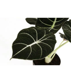 Pfeilblatt - Alocasia Reginula 'Black Velvet' 5 Pfeilblatt - Alocasia Reginula 'Black Velvet' -Gartenbedarf Angebote 8730863 WE DE 001 AlocasiaBlackVelvetT12