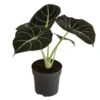 Pfeilblatt - Alocasia Reginula 'Black Velvet' -Gartenbedarf Angebote 8730863 WE FS 001 AlocasiaBlackVelvetT12
