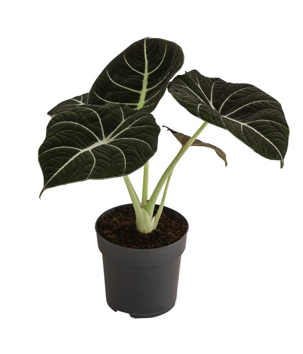 Pfeilblatt - Alocasia Reginula 'Black Velvet' 3 Pfeilblatt - Alocasia Reginula 'Black Velvet'