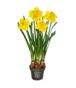 Narzisse 'Lucky Number’ Im Pottburri®-Topf