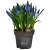 Traubenhyazinthe Im Pottburri®-Topf -Gartenbedarf Angebote 8732711 WE FS 001 MuscariBlauPottburriTraubenhyazintheT12cm