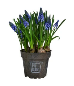 Traubenhyazinthe Im Pottburri®-Topf