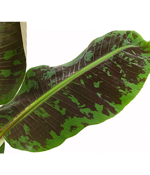 Banane 'Dwarf Cavendish' 7 Banane 'Dwarf Cavendish' – Bild 5