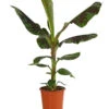 Banane 'Dwarf Cavendish' -Gartenbedarf Angebote 8735920 PR FS 001 BananeMusaCavendishT21DehnerExpressHerzig