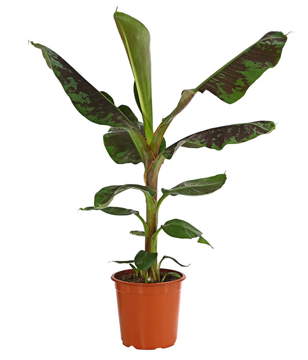 Banane 'Dwarf Cavendish' 3 Banane 'Dwarf Cavendish'