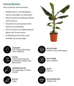 Banane 'Dwarf Cavendish' 10 Banane 'Dwarf Cavendish' -Gartenbedarf Angebote 8735920 WE IG 001 ZwergBanane