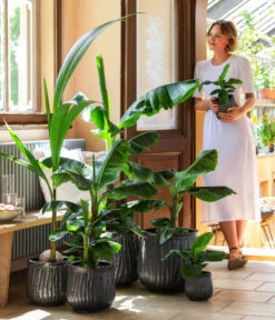 Banane 'Dwarf Cavendish' 8 Banane 'Dwarf Cavendish' -Gartenbedarf Angebote 8735920 WE MO 001 MusaCavendischT21