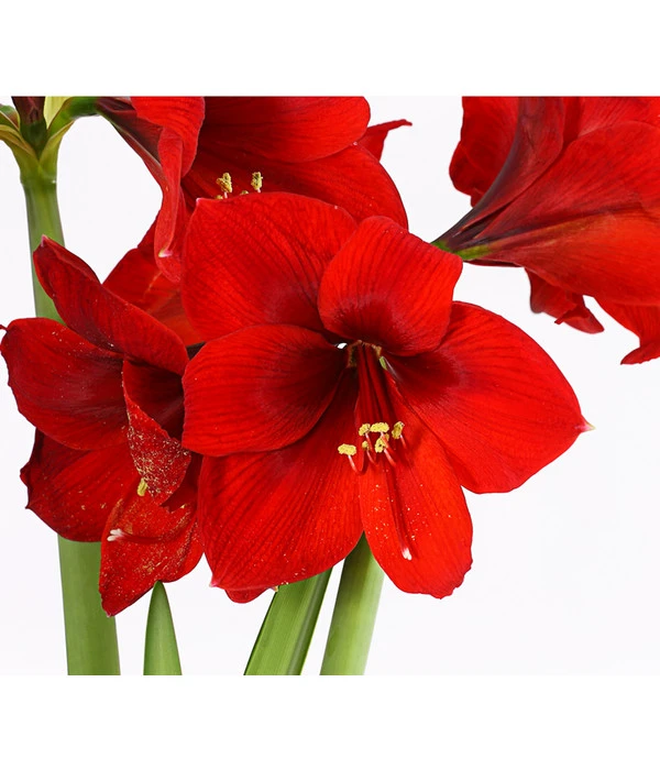 Amaryllis - Hippeastrum-Hybride, Zweitriebig, Sonderfarben 14 Amaryllis - Hippeastrum-Hybride, Zweitriebig, Sonderfarben – Bild 12