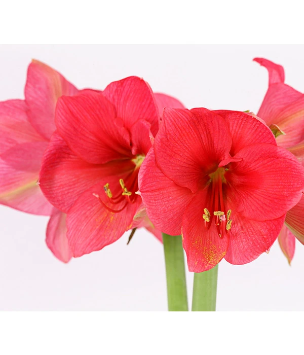 Amaryllis - Hippeastrum-Hybride, Zweitriebig, Sonderfarben 10 Amaryllis - Hippeastrum-Hybride, Zweitriebig, Sonderfarben – Bild 8