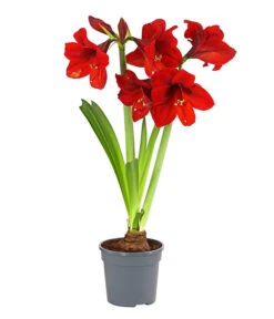 Amaryllis - Hippeastrum-Hybride, Zweitriebig, Sonderfarben 20 Amaryllis - Hippeastrum-Hybride, Zweitriebig, Sonderfarben -Gartenbedarf Angebote 8736175 PR FS 001 AmaryllisHippeastrum2TrieberSofaT13DehnerExpressHerzig