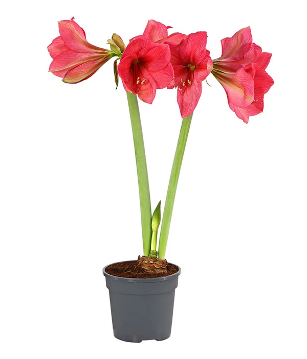 Amaryllis - Hippeastrum-Hybride, Zweitriebig, Sonderfarben 3 Amaryllis - Hippeastrum-Hybride, Zweitriebig, Sonderfarben