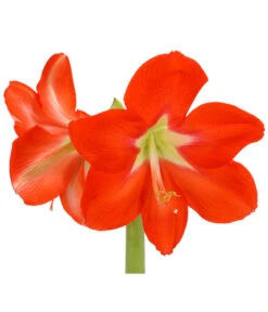 Amaryllis - Hippeastrum-Hybride, Zweitriebig, Sonderfarben 24 Amaryllis - Hippeastrum-Hybride, Zweitriebig, Sonderfarben -Gartenbedarf Angebote 8736175 WE DE 001 HippeastrumAmaryllis2TrSofaHerzig