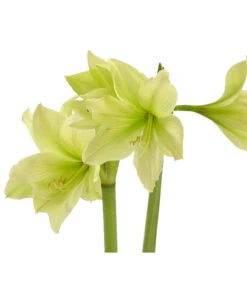 Amaryllis - Hippeastrum-Hybride, Zweitriebig, Sonderfarben 23 Amaryllis - Hippeastrum-Hybride, Zweitriebig, Sonderfarben -Gartenbedarf Angebote 8736175 WE DE 002 HippeastrumWeissAmaryllis2TrSofaHerzig