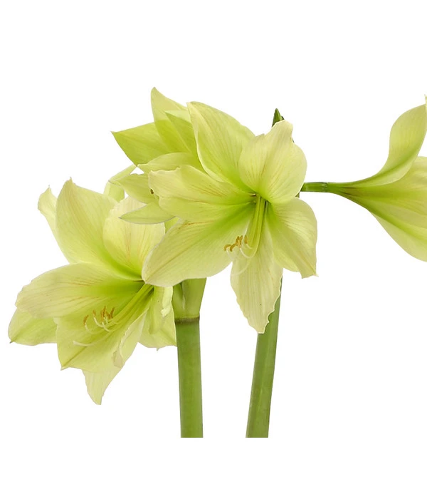 Amaryllis - Hippeastrum-Hybride, Zweitriebig, Sonderfarben 11 Amaryllis - Hippeastrum-Hybride, Zweitriebig, Sonderfarben – Bild 9