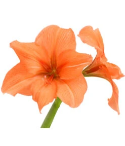 Amaryllis - Hippeastrum-Hybride, Zweitriebig, Sonderfarben 21 Amaryllis - Hippeastrum-Hybride, Zweitriebig, Sonderfarben -Gartenbedarf Angebote 8736175 WE DE 003 HippeastrumAmaryllis2TrSofaHerzig