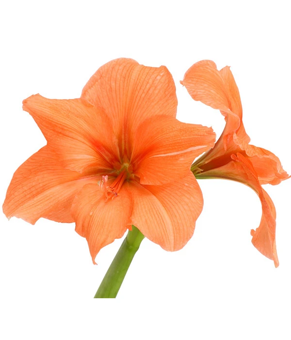 Amaryllis - Hippeastrum-Hybride, Zweitriebig, Sonderfarben 9 Amaryllis - Hippeastrum-Hybride, Zweitriebig, Sonderfarben – Bild 7