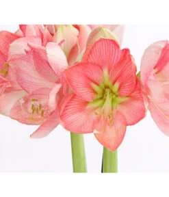 Amaryllis - Hippeastrum-Hybride, Zweitriebig, Sonderfarben 25 Amaryllis - Hippeastrum-Hybride, Zweitriebig, Sonderfarben -Gartenbedarf Angebote 8736175 WE DE 004 AmaryllisRosaSofHippeastrum2TrieberRosaDehnerExpressHerzig