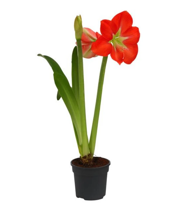 Amaryllis - Hippeastrum-Hybride, Zweitriebig, Sonderfarben 5 Amaryllis - Hippeastrum-Hybride, Zweitriebig, Sonderfarben – Bild 3