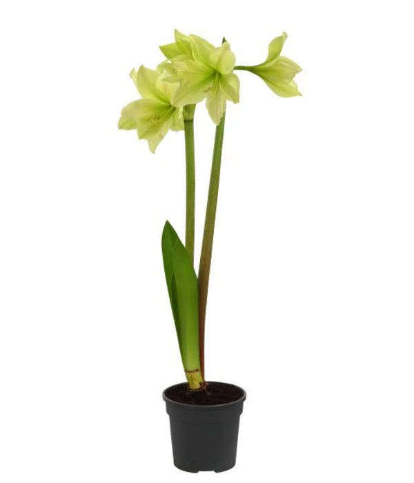 Amaryllis - Hippeastrum-Hybride, Zweitriebig, Sonderfarben 7 Amaryllis - Hippeastrum-Hybride, Zweitriebig, Sonderfarben – Bild 5