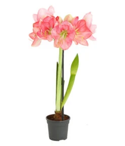 Amaryllis - Hippeastrum-Hybride, Zweitriebig, Sonderfarben 18 Amaryllis - Hippeastrum-Hybride, Zweitriebig, Sonderfarben -Gartenbedarf Angebote 8736175 WE FS 004 HippeastrumAmaryllis2TrSofaRosa