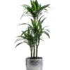Drachenbaum - Dracaena 'White Stripe', In Keramik 2 Drachenbaum - Dracaena 'White Stripe', In Keramik -Gartenbedarf Angebote 8742520 WE FS 001 DrachenbaumWhiteStripeinKeramikT21