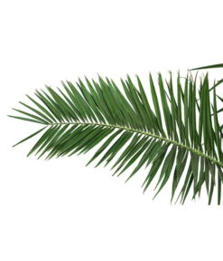 XXL Kanarische Dattelpalme, Ca. 170 Cm 7 XXL Kanarische Dattelpalme, Ca. 170 Cm -Gartenbedarf Angebote 8753063 PR DE 001 XXLKanarischeDattelpalme70L