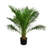 XXL Kanarische Dattelpalme, Ca. 170 Cm -Gartenbedarf Angebote 8753063 WE FS 002 PhoenixCanariensis70L DattelpalmeXXL