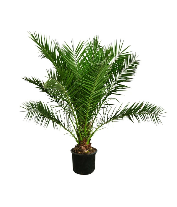 XXL Kanarische Dattelpalme, Ca. 170 Cm 3 XXL Kanarische Dattelpalme, Ca. 170 Cm