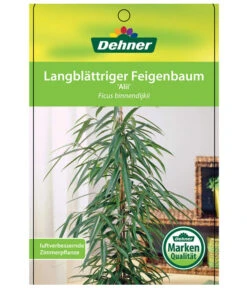 Langblättriger Feigenbaum - Ficus Binnendijkii 'Alii' 8 Langblättriger Feigenbaum - Ficus Binnendijkii 'Alii' -Gartenbedarf Angebote 8754525 LangblaettrigeFeigeAliiEtikett1