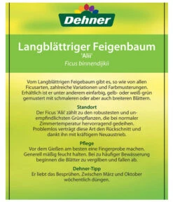 Langblättriger Feigenbaum - Ficus Binnendijkii 'Alii' 9 Langblättriger Feigenbaum - Ficus Binnendijkii 'Alii' -Gartenbedarf Angebote 8754525 LangblaettrigeFeigeAliiEtikett2