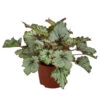 Blattbegonie - Begonia Rex-Hybride 'Asian Tundra' -Gartenbedarf Angebote 8761017 WE FS 001 BegoniaAsianTundra Blattbegonie