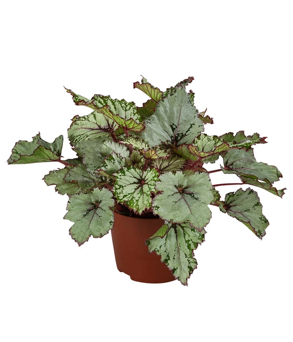 Blattbegonie - Begonia Rex-Hybride 'Asian Tundra' 3 Blattbegonie - Begonia Rex-Hybride 'Asian Tundra'