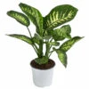 Dieffenbachie - Dieffenbachia 'Tropic Snow' 1 Dieffenbachie - Dieffenbachia 'Tropic Snow' -Gartenbedarf Angebote 8763872 WE FS 001 DieffenbachieTropicT17