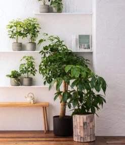 Dehner Holz-Übertopf Luna, Rund, Hellbraun 9 Dehner Holz-Übertopf Luna, Rund, Hellbraun -Gartenbedarf Angebote 8772634 WE MO 001 HeteropanaxChinensT27