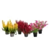 Beet- & Balkonset Heidenzauber, 6-teilig -Gartenbedarf Angebote 8800773 WE FS 003 HerbstsetOnlineset9
