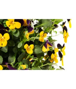 Wandhänger Mit Hornveilchen, Verschiedene Sorten -Gartenbedarf Angebote 8809048 WE DE 001 ViolaWandhaenger