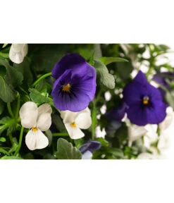 Wandhänger Mit Hornveilchen, Verschiedene Sorten -Gartenbedarf Angebote 8809048 WE DE 002 ViolaWandhaenger