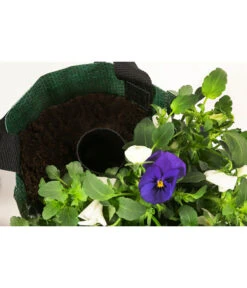 Wandhänger Mit Hornveilchen, Verschiedene Sorten -Gartenbedarf Angebote 8809048 WE DE 004 ViolaWandhaenger