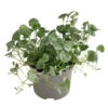 Silberregen -Gartenbedarf Angebote 8809550 WE FS 002 DICHONDRA