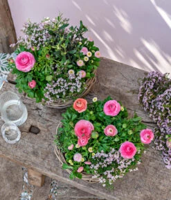 Rote Korallenraute -Gartenbedarf Angebote 8809857 WE MO 001 FrueheFarbefuersZuhauseRosa