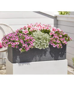 Minihängepetunie 'Rosenauge' 8 Minihängepetunie 'Rosenauge' -Gartenbedarf Angebote 8812992 8809568 8809568 8815938 WE MO 001 GeranieStehendSmokeyEye LobulariaSnowPrincess MinihaengepetunieRosenauge