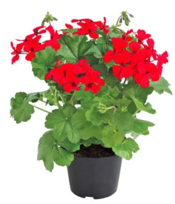 Bodendecker-Geranie 'Caliente Dark', Verschiedene Farben