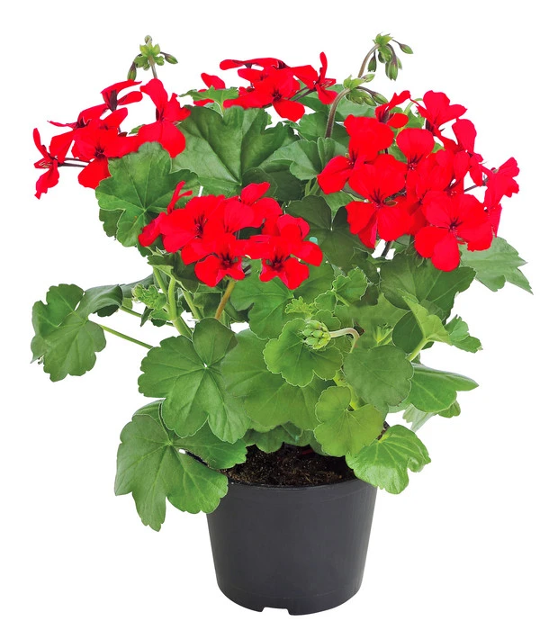 Bodendecker-Geranie 'Caliente Dark', Verschiedene Farben 3 Bodendecker-Geranie 'Caliente Dark', Verschiedene Farben