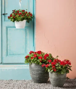 Bodendecker-Geranie 'Caliente Dark', Verschiedene Farben 9 Bodendecker-Geranie 'Caliente Dark', Verschiedene Farben -Gartenbedarf Angebote 8813479 WE MO 001 BodendeckergeranieCalienteDarkT13