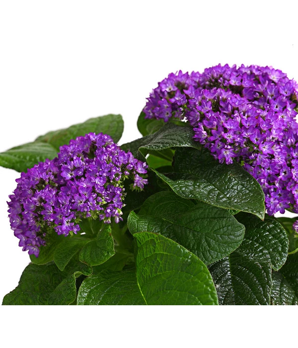 Vanilleblume 4 Vanilleblume – Bild 2