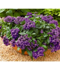 Vanilleblume 9 Vanilleblume -Gartenbedarf Angebote 8814279 BildFS 001 SonnenwendeVanilleblumeHeliotropiumArborescens