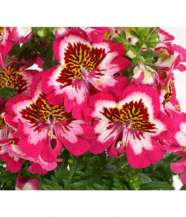 Bauernorchidee 9 Bauernorchidee – Bild 7